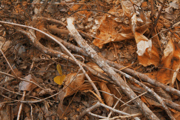 autumn leaves on the ground
