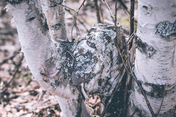 Curved trunk of white birch on spring day.