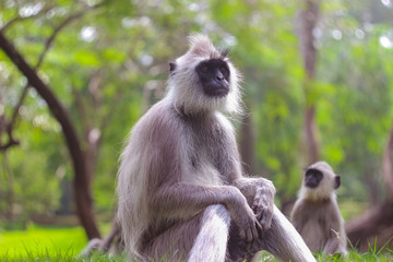 monkey in nature