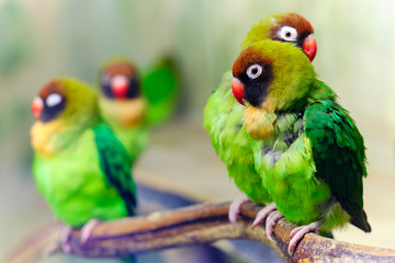 Fototapeta na wymiar Colourful love birds on a branch