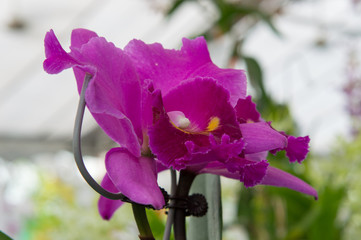 Orchids are exotic tropical flowers plants in various colors grow wild and in garden. Competition...