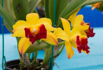 Orchids are exotic tropical flowers plants in various colors grow wild and in garden. Competition...