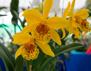 Orchids are exotic tropical flowers plants in various colors grow wild and in garden. Competition...