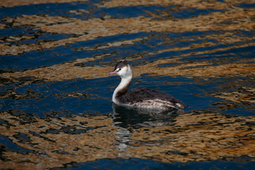 カンムリカイツブリ
