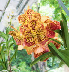 Orchids are exotic tropical flowers plants in various colors grow wild and in garden. Competition...