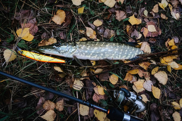 Great catch, pike with spinning lies on grass. fish, spoon. perch on hooks. fishing bait. close up....
