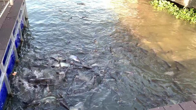 Group of Pangasius Fish Fighting for Food.