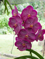 Orchids are exotic tropical flowers plants in various colors grow wild and in garden. Competition champions. Close up selective focus. 