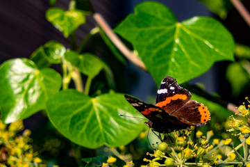 Falter auf Efeu, Schmetterling