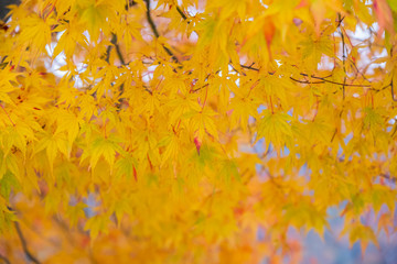 Autumn, Maple leaves orange and red In summer the leaves change color at Nikko in Japan