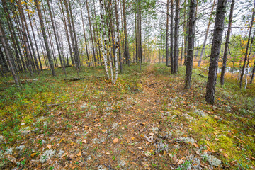 Autumn forest with pines and birches.