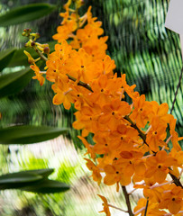 Orchids are exotic tropical flowers plants in various colors grow wild and in garden. Competition champions. Close up selective focus. 