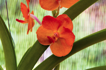 Orchids are exotic tropical flowers plants in various colors grow wild and in garden. Competition...