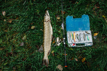Great catch, pike with spinning lies on grass. fish, spoon. perch on hooks. fishing bait. close up....