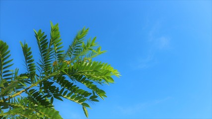 Ailanto branch, tree of paradise. Ailanthus altissima is perfect for the background.
