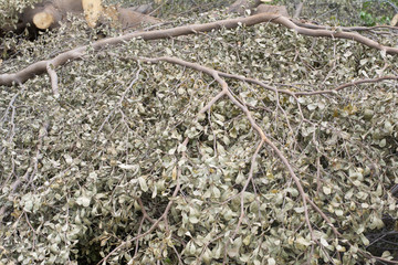 Cut down trees to prepare the area