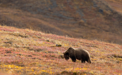 Grizzly Bear in Autumn in Denali National Park Alaska