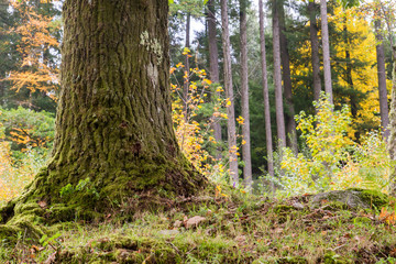 Detail of old tree trunk in autumnal woodland