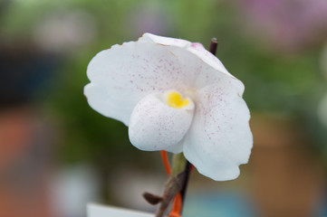 Orchids are exotic tropical flowers plants in various colors grow wild and in garden. Competition...