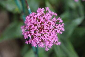 Obraz premium purple flower in the garden