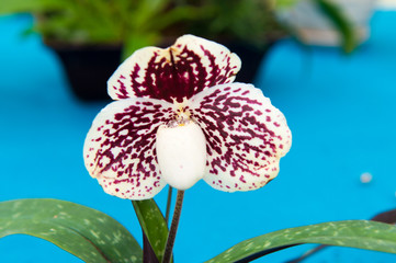 Orchids are exotic tropical flowers plants in various colors grow wild and in garden. Competition...
