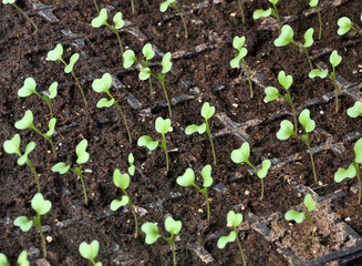 Growing cabbage seedlings in plastic cassettes
