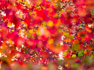 Defocus Red Leaves from Botanical Garden for catalog. Effects of natural light. Shallow depth of field. Handmade nature. Flower landscape. Background for your design