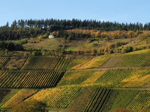 Weinberg an der Mosel zwischen Dem Ort Wolf und Kr&ouml;f