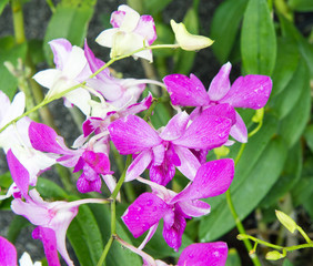 Orchids are exotic tropical flowers plants in various colors grow wild and in garden. Competition champions. Close up selective focus. 