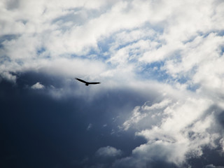 Fototapeta na wymiar Silhouetted eagle in flight. With dramatic sky background