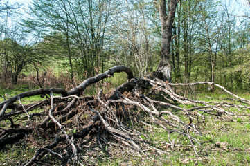 Hit and split by lightning big tree in the woods
