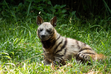 Striped hyena