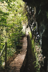 Beautiful forest in Madeira. The Laurissilva of Madeira Island. Laurel trees. Waterfalls and irrigation canals calles levada.