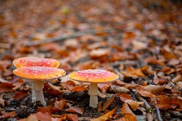 Amanita muscaria toadstool in forrest