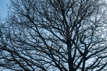 Silhouette of big tree branches in winter closeup on blue sky background