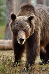 Ugly brown bear portrait. Bear portrait in forest