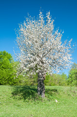 Blossomed apple tree on green grass meadow in clear sunny day