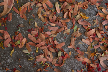 Dry leaves on cement floor