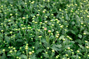 chrysanthemum in the garden