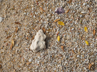 texture of coral sand with pieces of coral