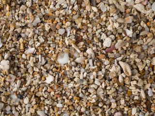 texture of coral sand with pieces of coral