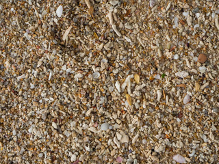 texture of coral sand with pieces of coral