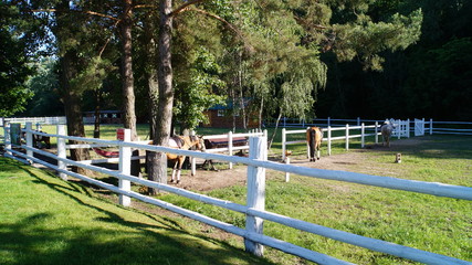  horses behind the fence