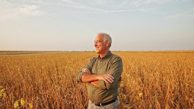 Senior farmer standing in soybean field examining crop at sunset. Camera move close up of on man face.