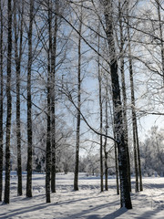 beautiful winter landscape with white and snowy trees