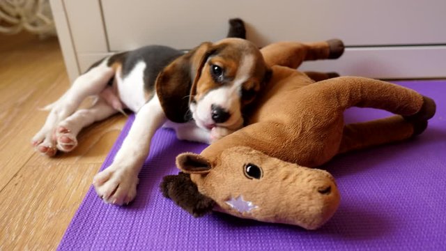 So sweet little baby dog resting after game, lie with lovely soft toy. Adorable tiny beagle look to camera, yawn and stretch paws. Then gently nibble and touch horse toy