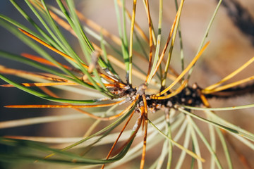 Closeup view of a pine branch with green and drying orange needles. Macro of beautiful branches of an evergreen tree on a majestic sunny autumn day. Selective focus