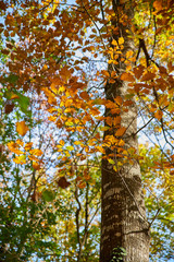 Obraz premium Trunk and foliage of a red oak, in autumn