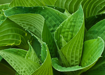 Guttation in hosta leaves (Hosta sp.) When excess water pressure builds up inside the leaf, it is...