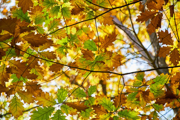 In autumn foliage, red oak